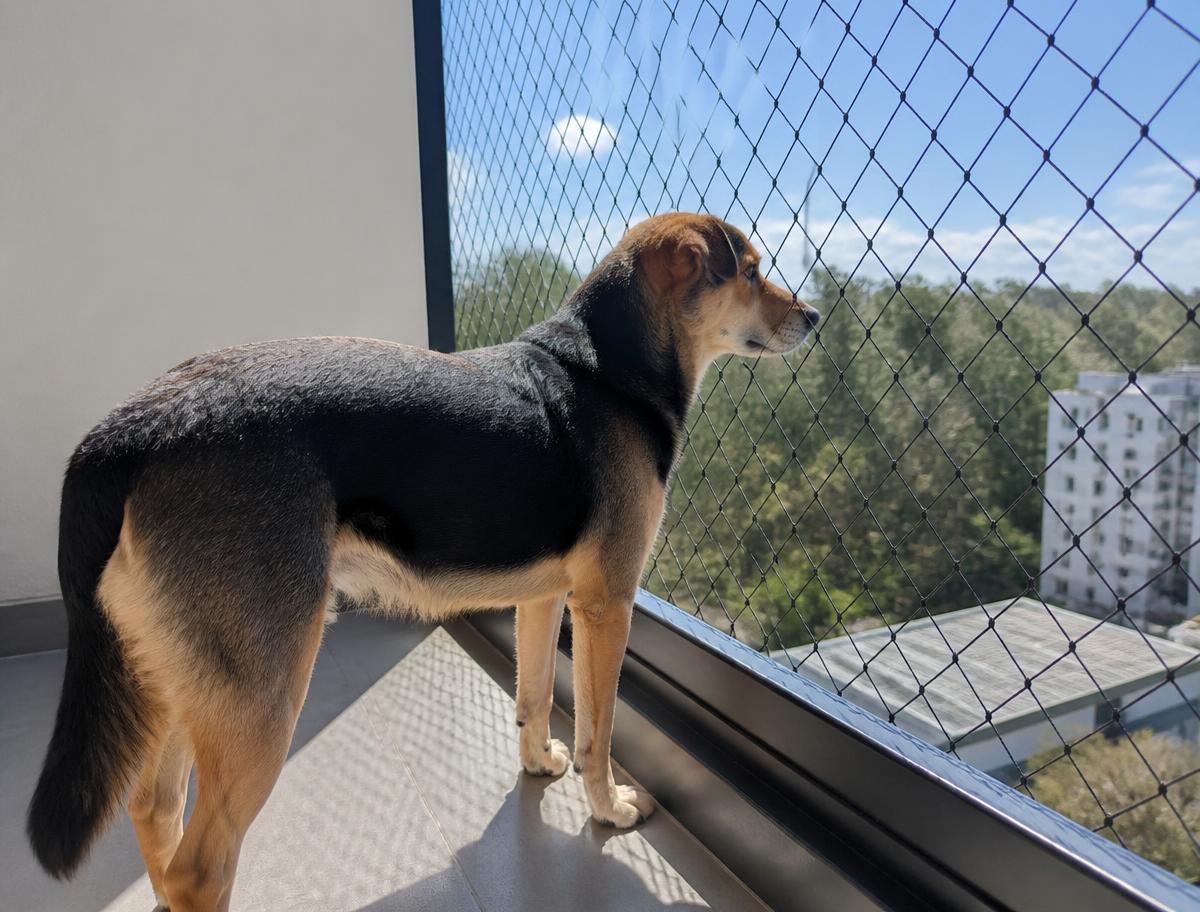 Cão em sacada de apartamento protegida por rede de proteção