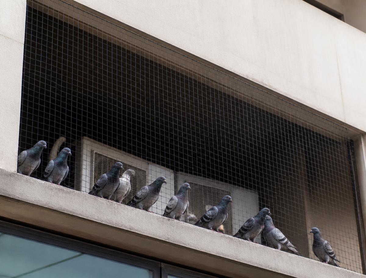 Tela de proteção contra pássaros instalada em abertura externa de edifício